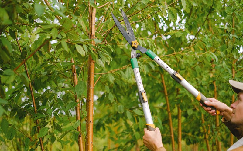 Tree trimming in Woodbourne, NY